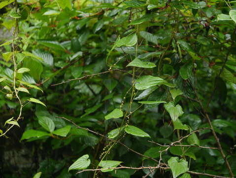 صورة Dioscorea deltoidea Wall. ex Griseb.