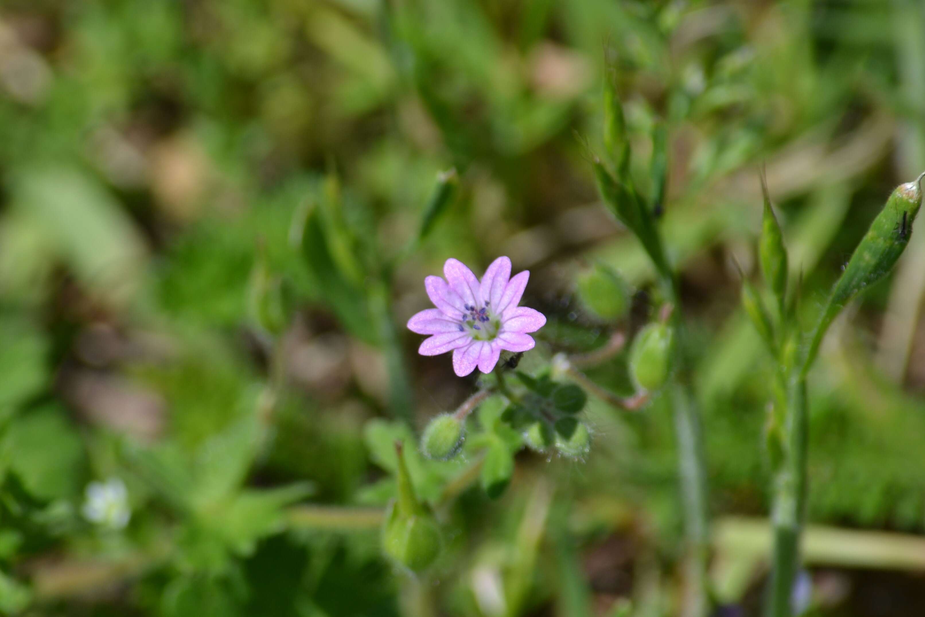 Imagem de Geranium molle L.