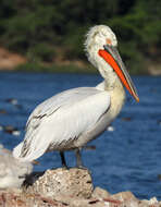 Image of Dalmatian Pelican