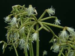 Image of Spermatophytina