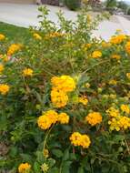 Image of lantana