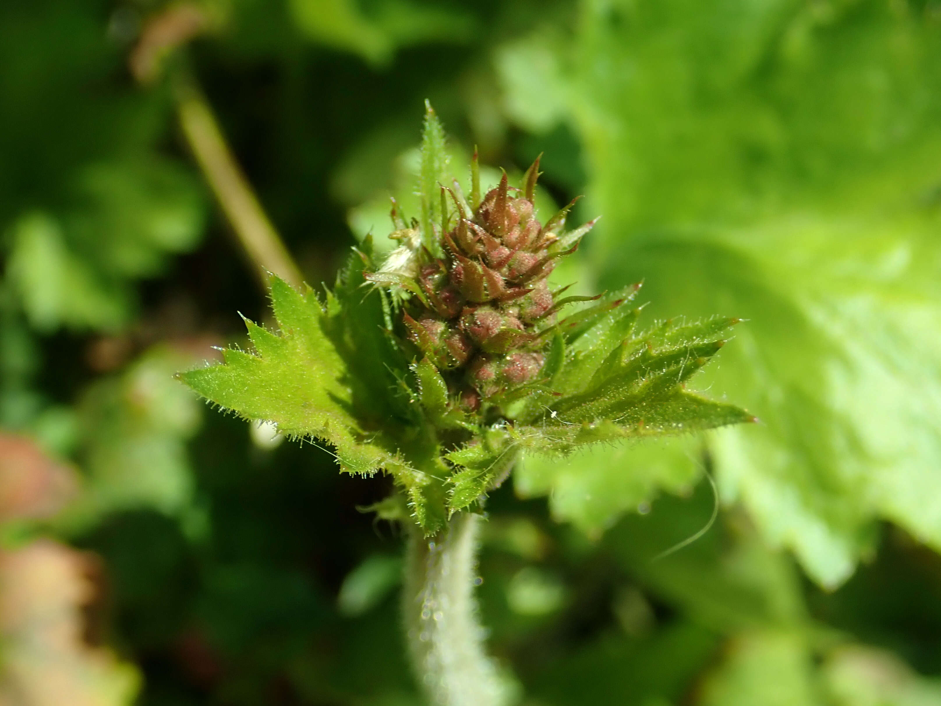 Image of hairy alumroot