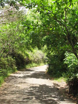 Image of tropical-almond