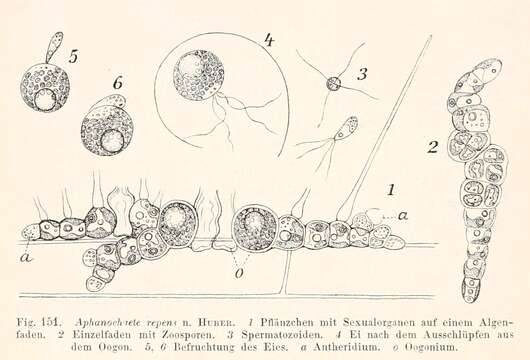 Image of Aphanochaetaceae