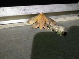 Image of lappet moth