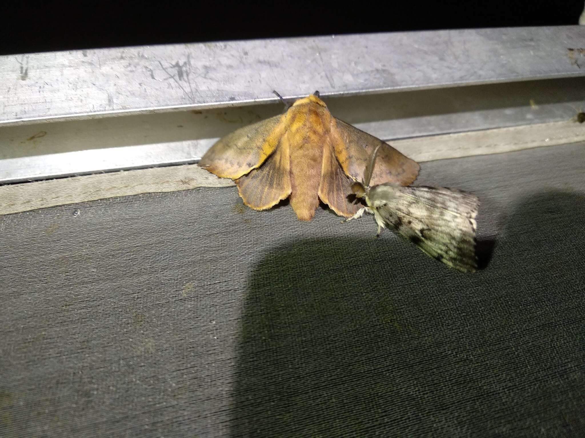 Image of lappet moth