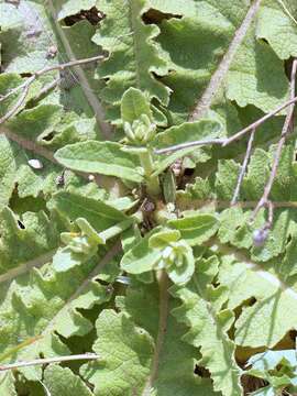 Image of wavyleaf mullein