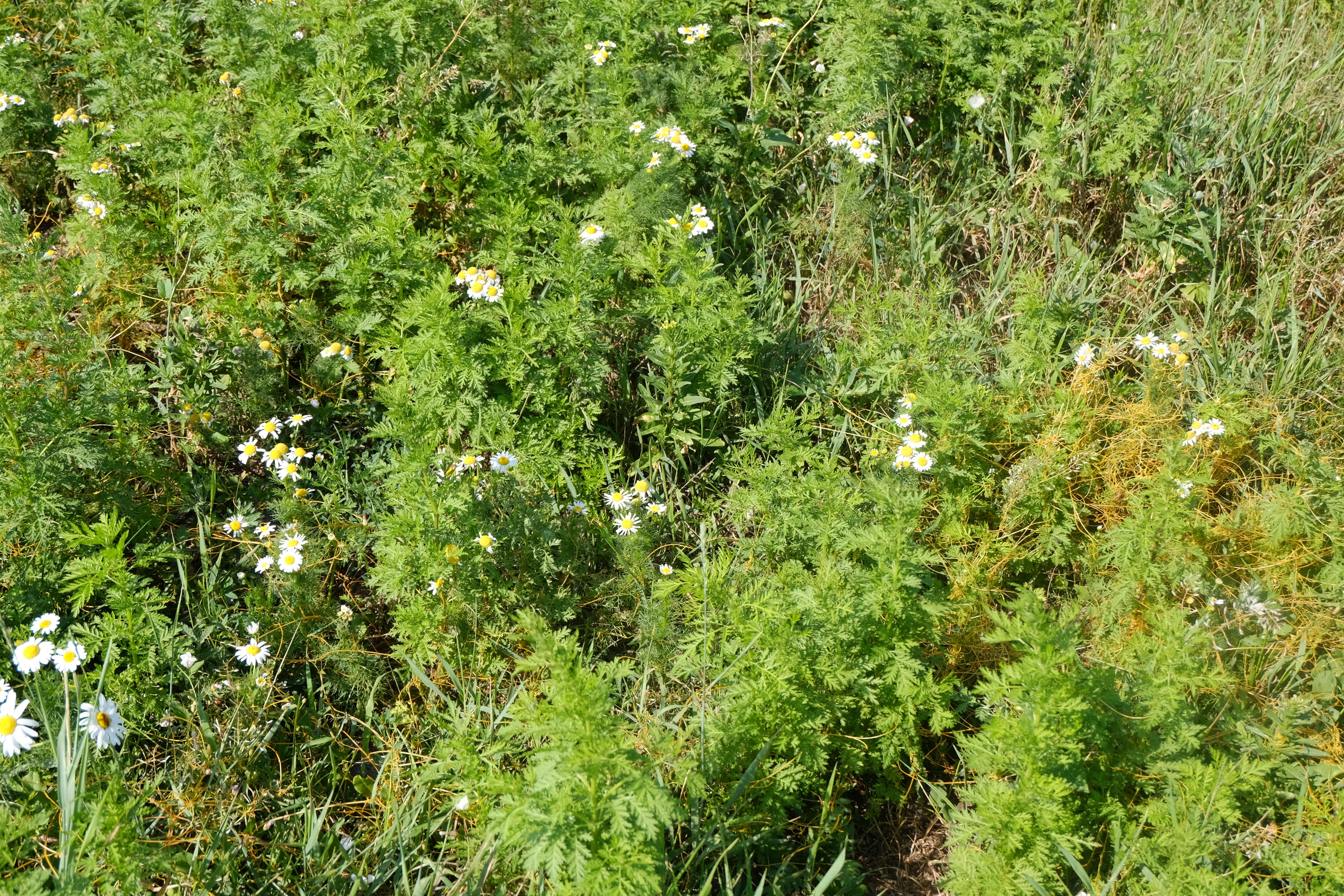 Image of sweet sagewort