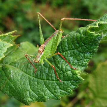 Image of speckled bush-cricket