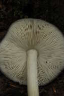 Image of Deer Mushroom