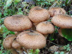 Image of Armillaria gallica Marxm. & Romagn. 1987