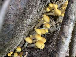 Image of Honey Fungus