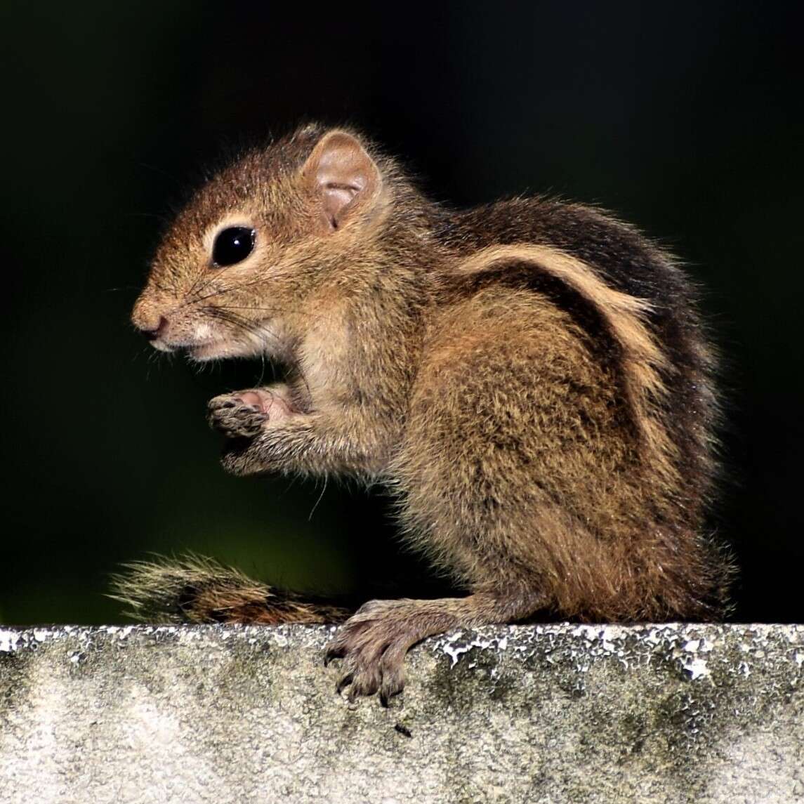 Image of Indian palm squirrel