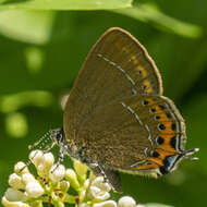 Image of Satyrium pruni