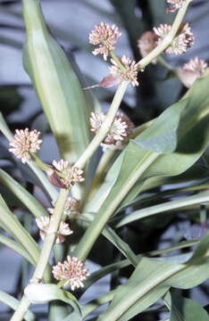 Image of fragrant dracaena