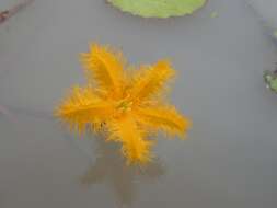 Image of Nymphoides crenata (F. Müll.) Kuntze