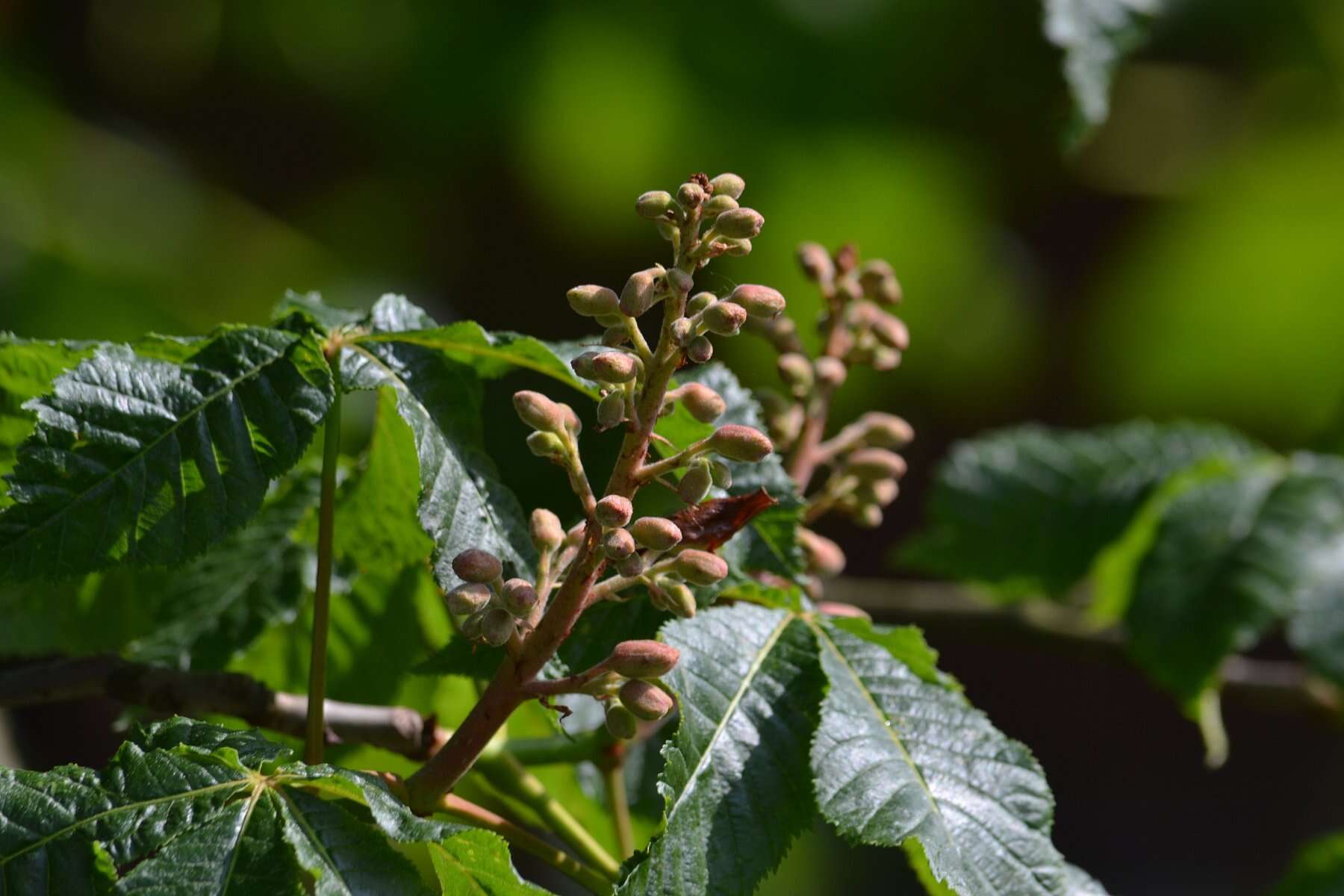 Image of red horse-chestnut