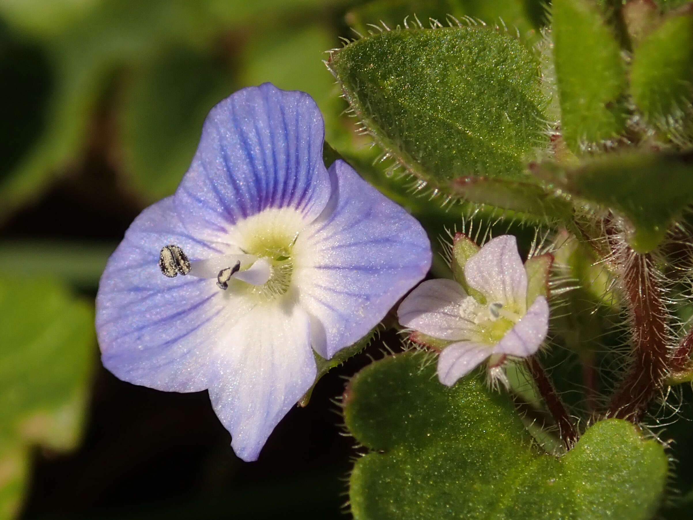 Image of birdeye speedwell