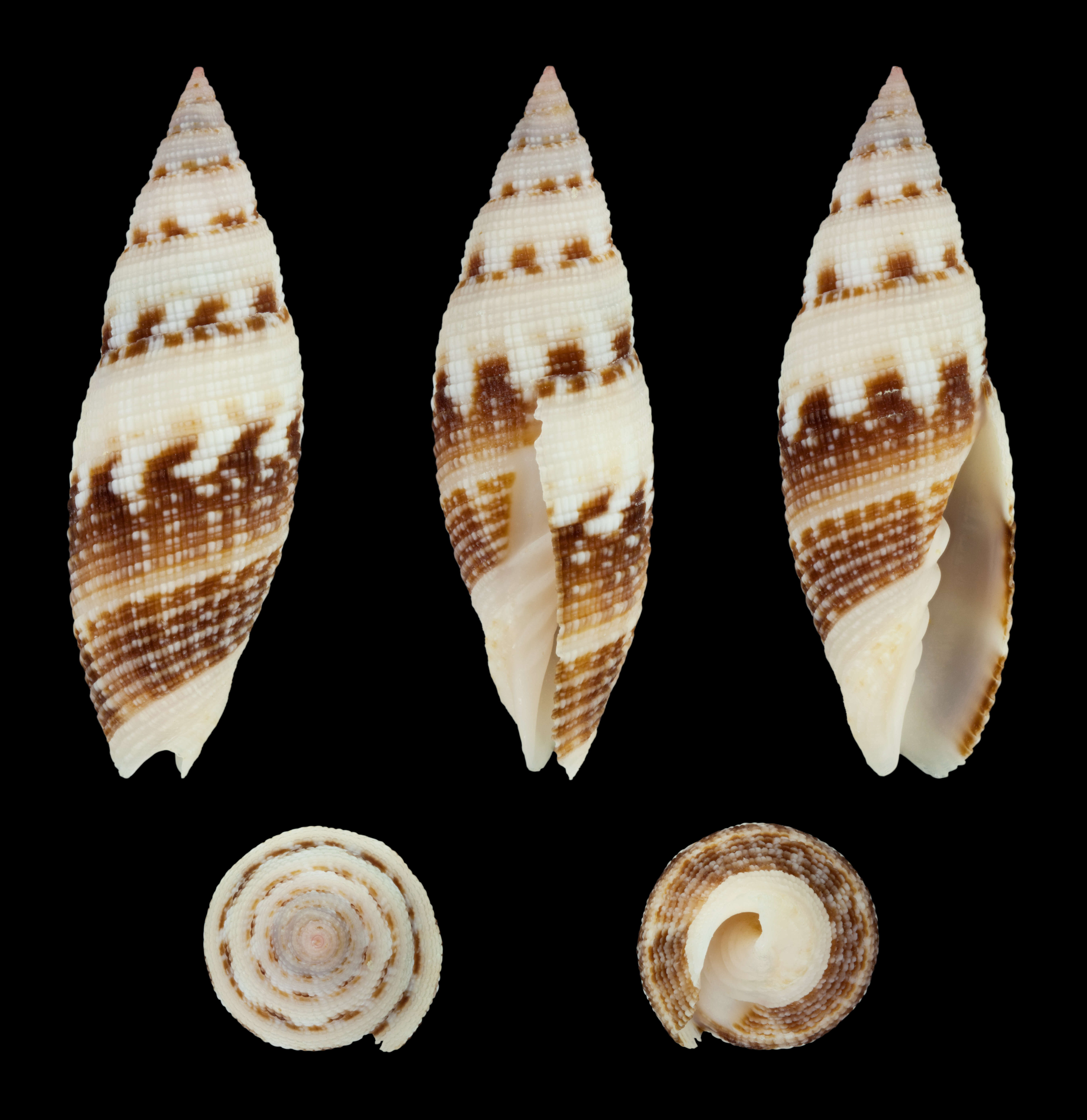 Image of Neocancilla clathrus (Gmelin 1791)