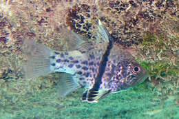 Image of Orbiculate Cardinalfish