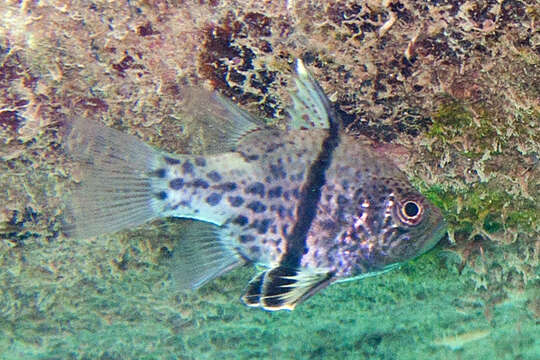 Image of Orbiculate Cardinalfish