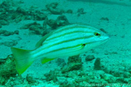 Image of Spanish flag snapper