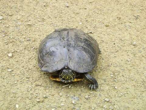 Image of slider turtle, red-eared terrapin, red-eared slider