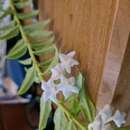 Image of Hoya lanceolata subsp. bella (Hook.) D. H. Kent