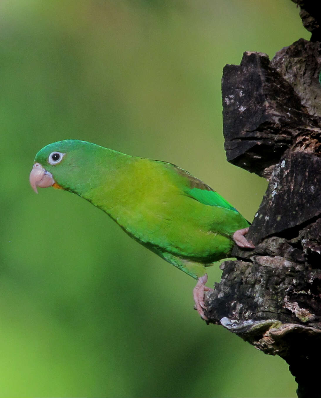 Image of Orange-chinned Parakeet