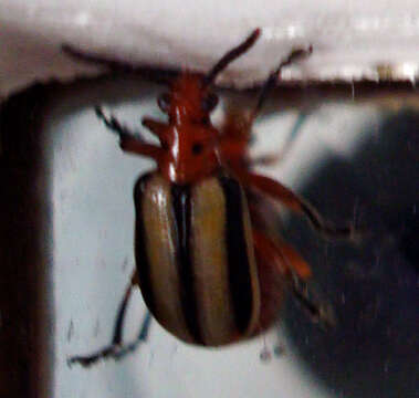 Image of Three-lined Potato Beetle