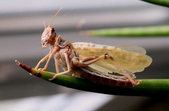 Image of Desert locust