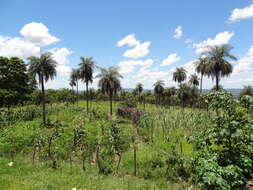 Image of Yellow coconut