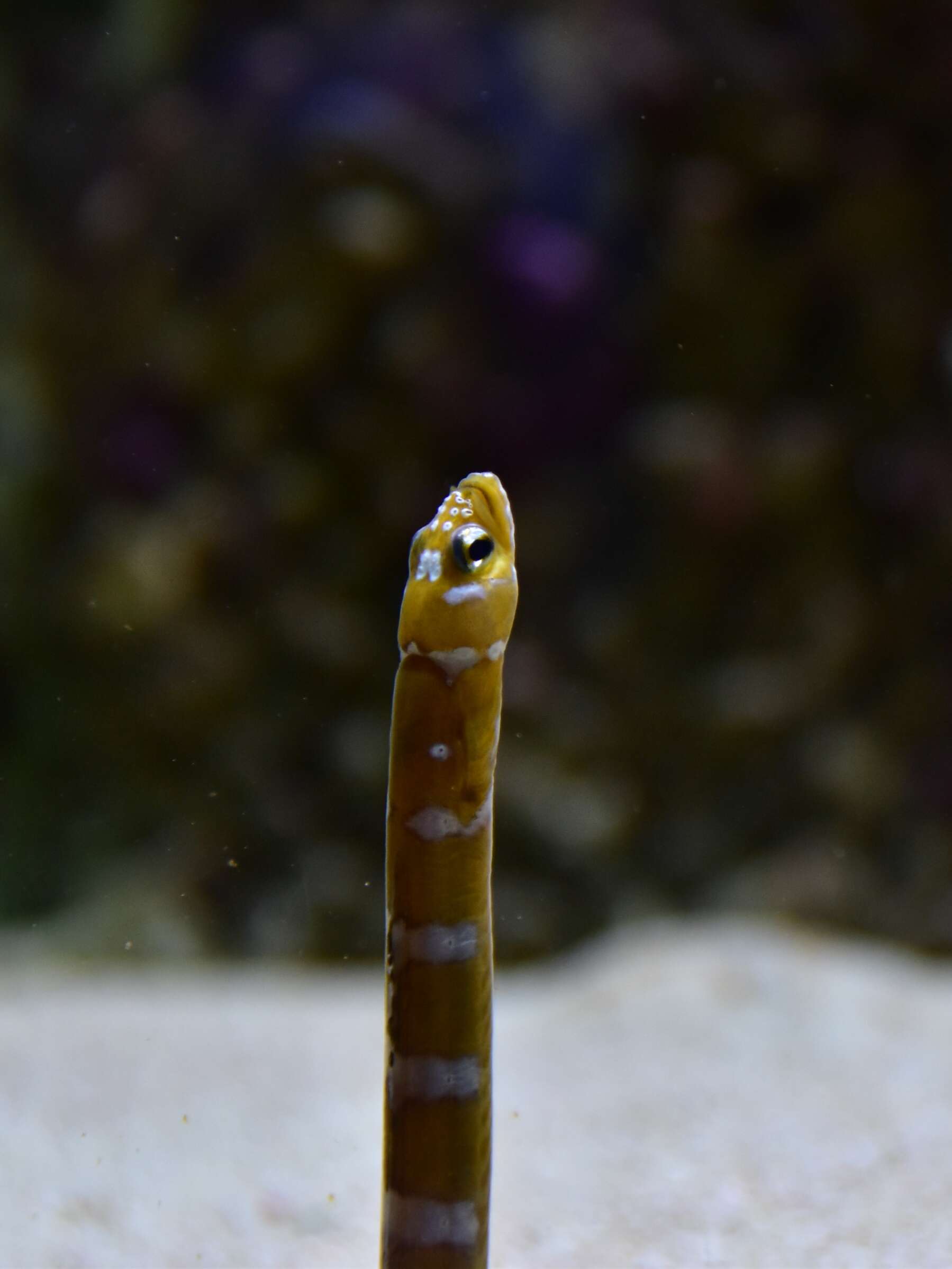 Image of Splendid garden eel