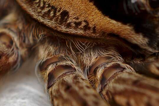 Image of Dolomedes minor L. Koch 1876