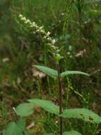 Слика од Teucrium scorodonia L.