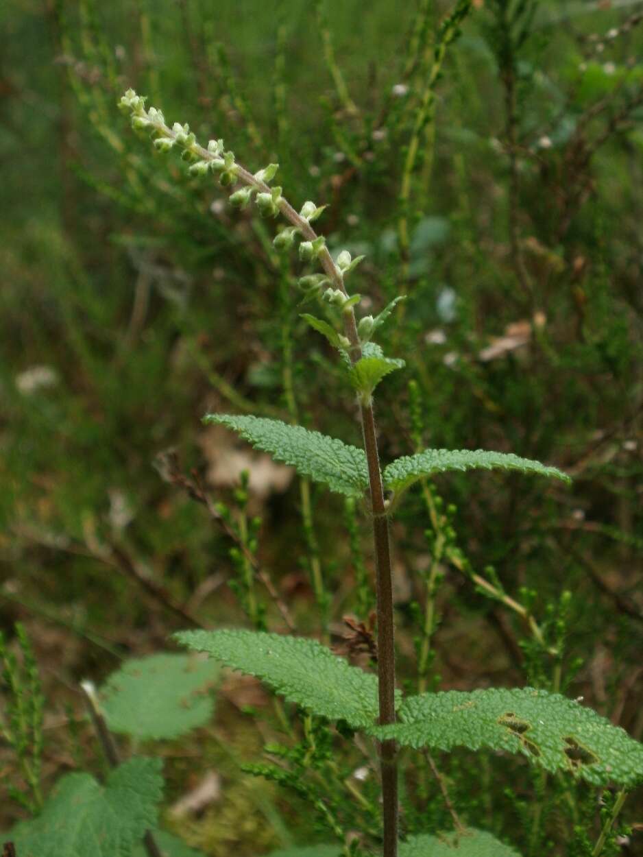 Слика од Teucrium scorodonia L.
