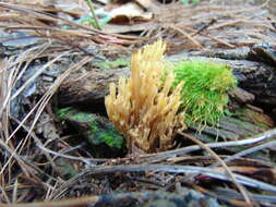 Слика од Ramaria stricta (Pers.) Quél. 1888