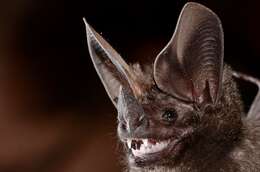 Image of pygmy round-eared bat