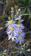 Image of scaleleaf aster