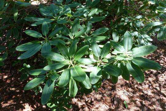 صورة Rhododendron oreodoxa Franch.