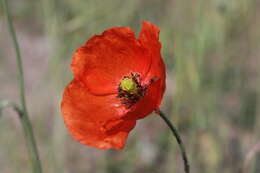 Image of Long-headed Poppy