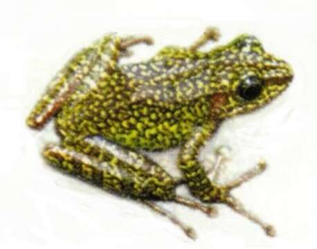 Image of Balbalan Frog
