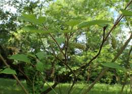 Image of paper mulberry