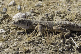 Image of Bluntnose Leopard Lizard