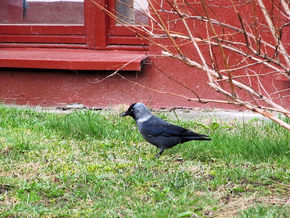 Image of Eurasian Jackdaw