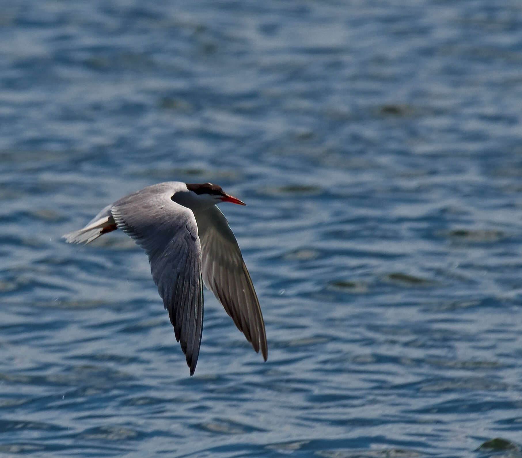 Image of Common Tern