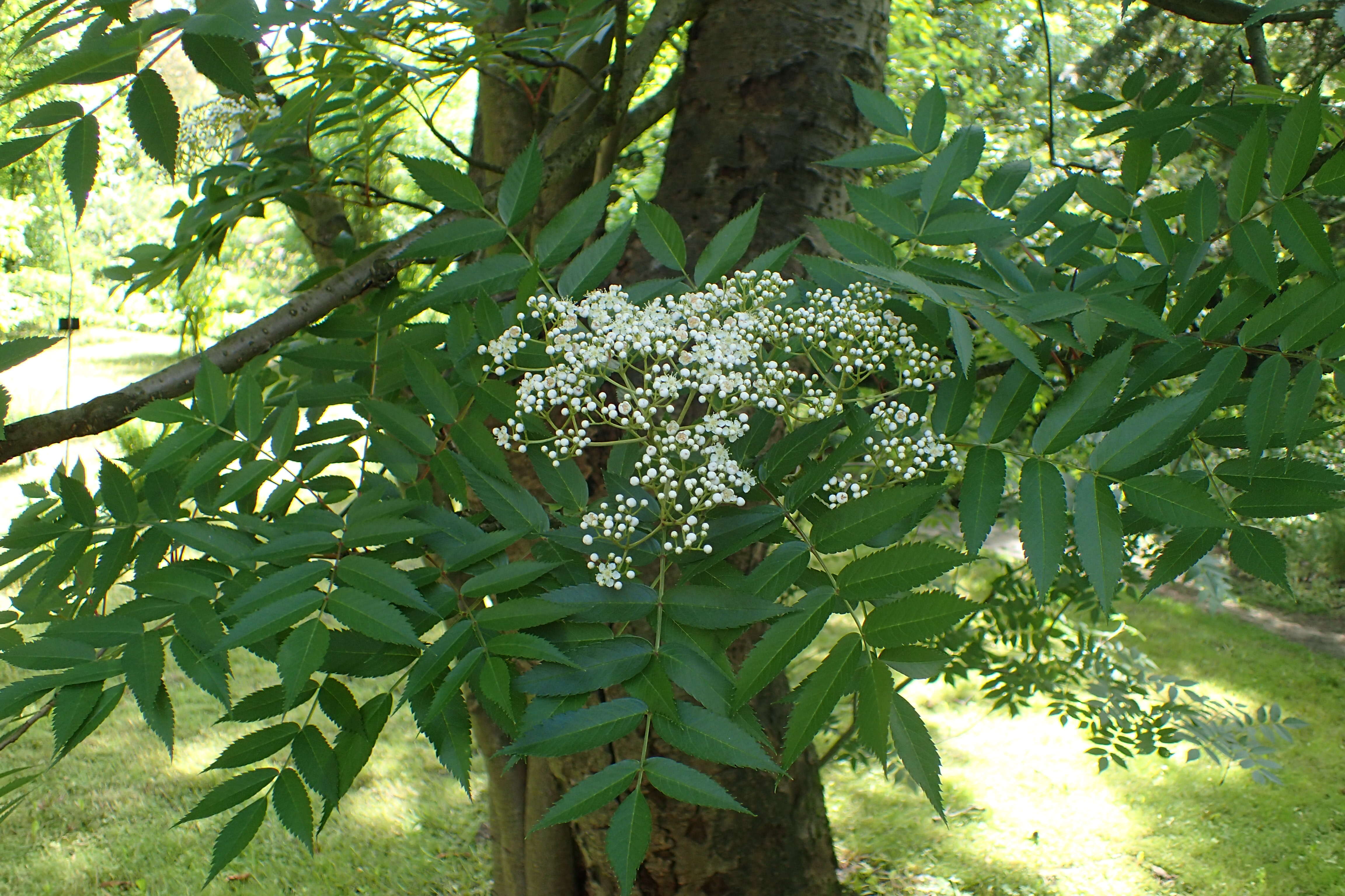 Image of Japanese Rowan