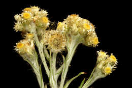 Image of Jersey cudweed