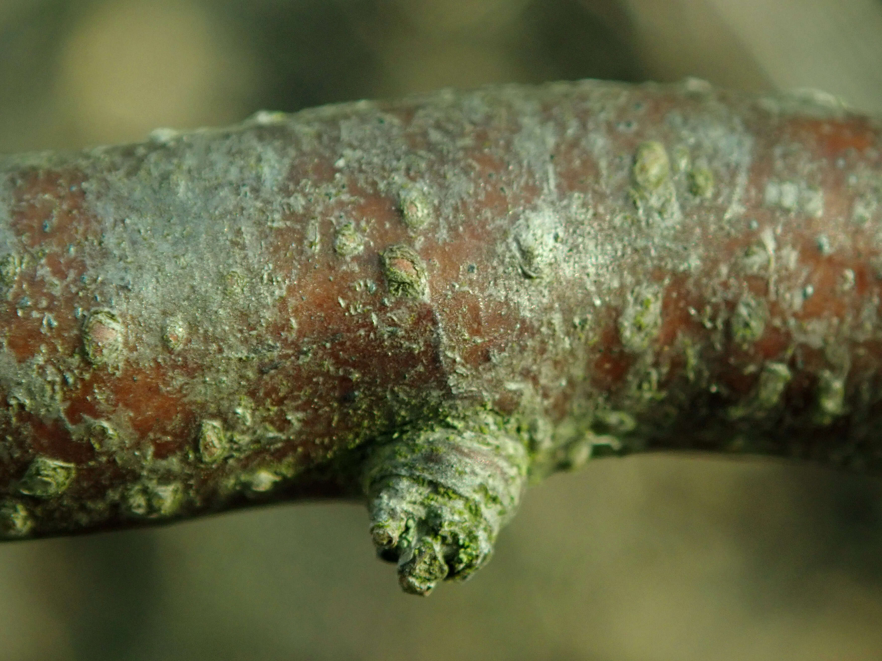 Image of Black Currant