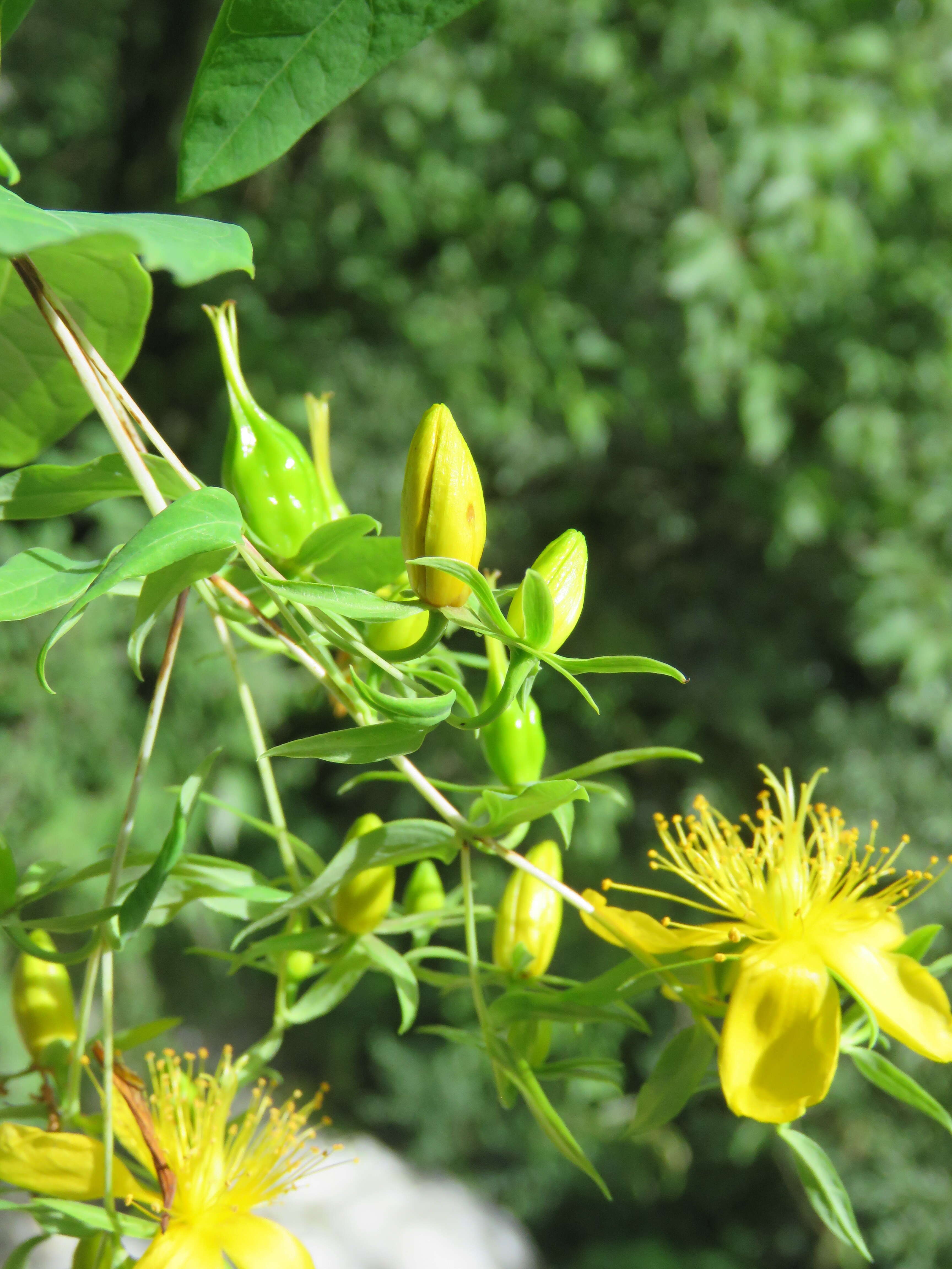 Image of Hypericum oblongifolium Choisy